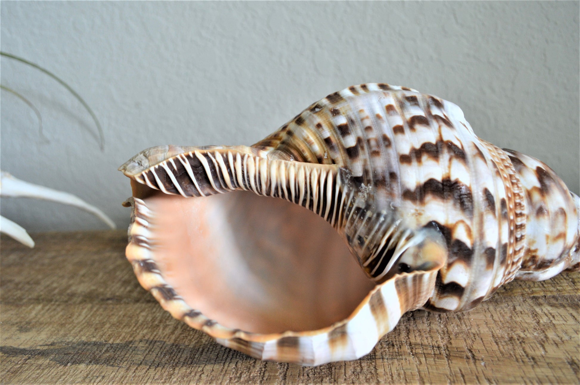 CARIBBEAN TRITON TRUMPET *All Sizes* Natural Brown White Pattered Display Seashell Coastal Beach Home Décor