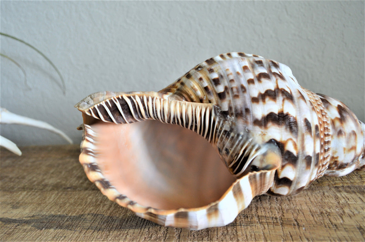 CARIBBEAN TRITON TRUMPET *All Sizes* Display Seashell Coastal Beach Home Décor