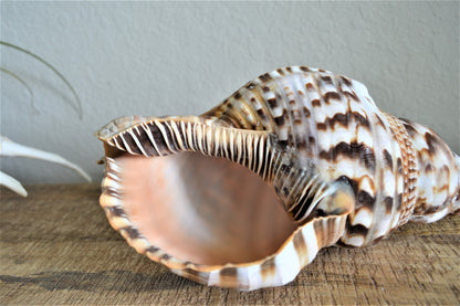 CARIBBEAN TRITON TRUMPET *All Sizes* Display Seashell Coastal Beach Home Décor
