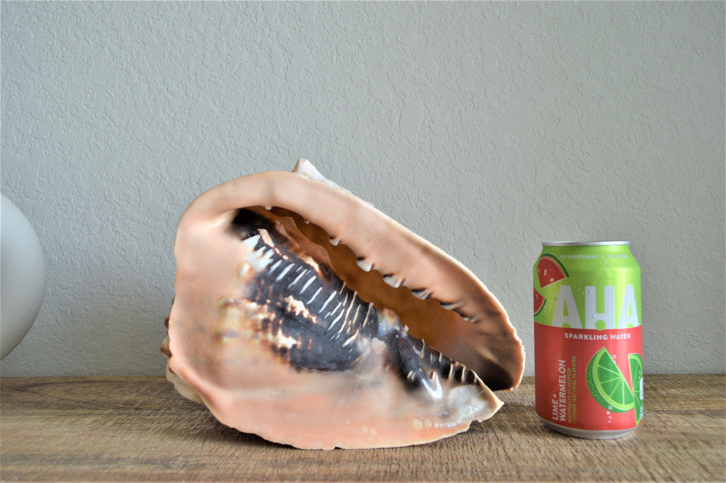 Queen Helmet Seashell Pick Size 5-9" Beach Nautical Décor Table Display Shell Gift