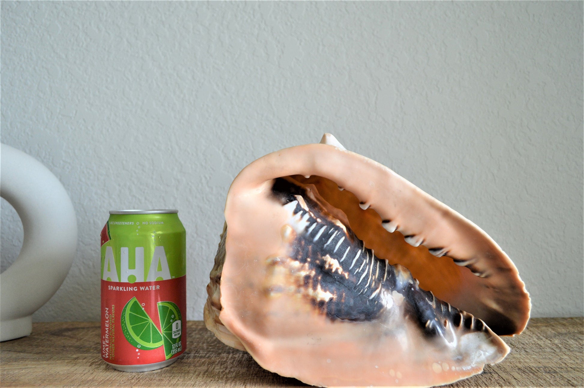 Queen Helmet Seashell Pick Size 5-9" Beach Nautical Décor Table Display Shell Gift