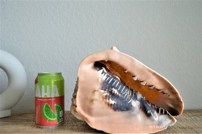 Queen Helmet Seashell Pick Size 5-9" Beach Nautical Décor Table Display Shell Gift