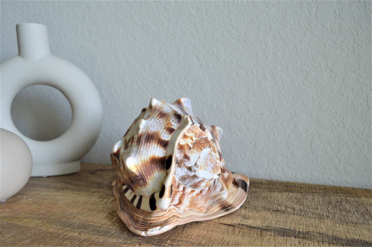 KING HORNED HELMET Shell *All Sizes* Natural Brown Patterned Display Seashell Coastal Décor