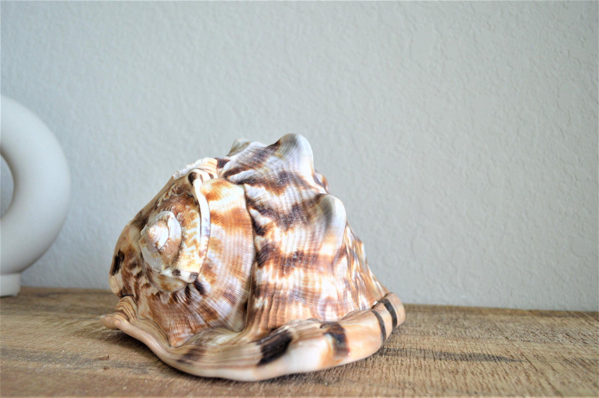KING HORNED HELMET Shell *All Sizes* Natural Brown Patterned Display Seashell Coastal Décor
