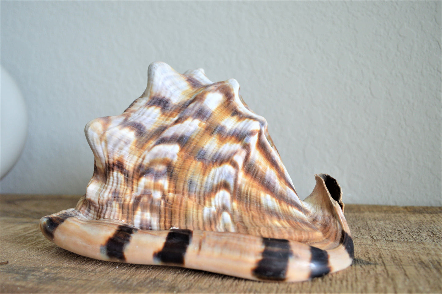 KING HORNED HELMET Shell *All Sizes* Natural Brown Patterned Display Seashell Coastal Décor