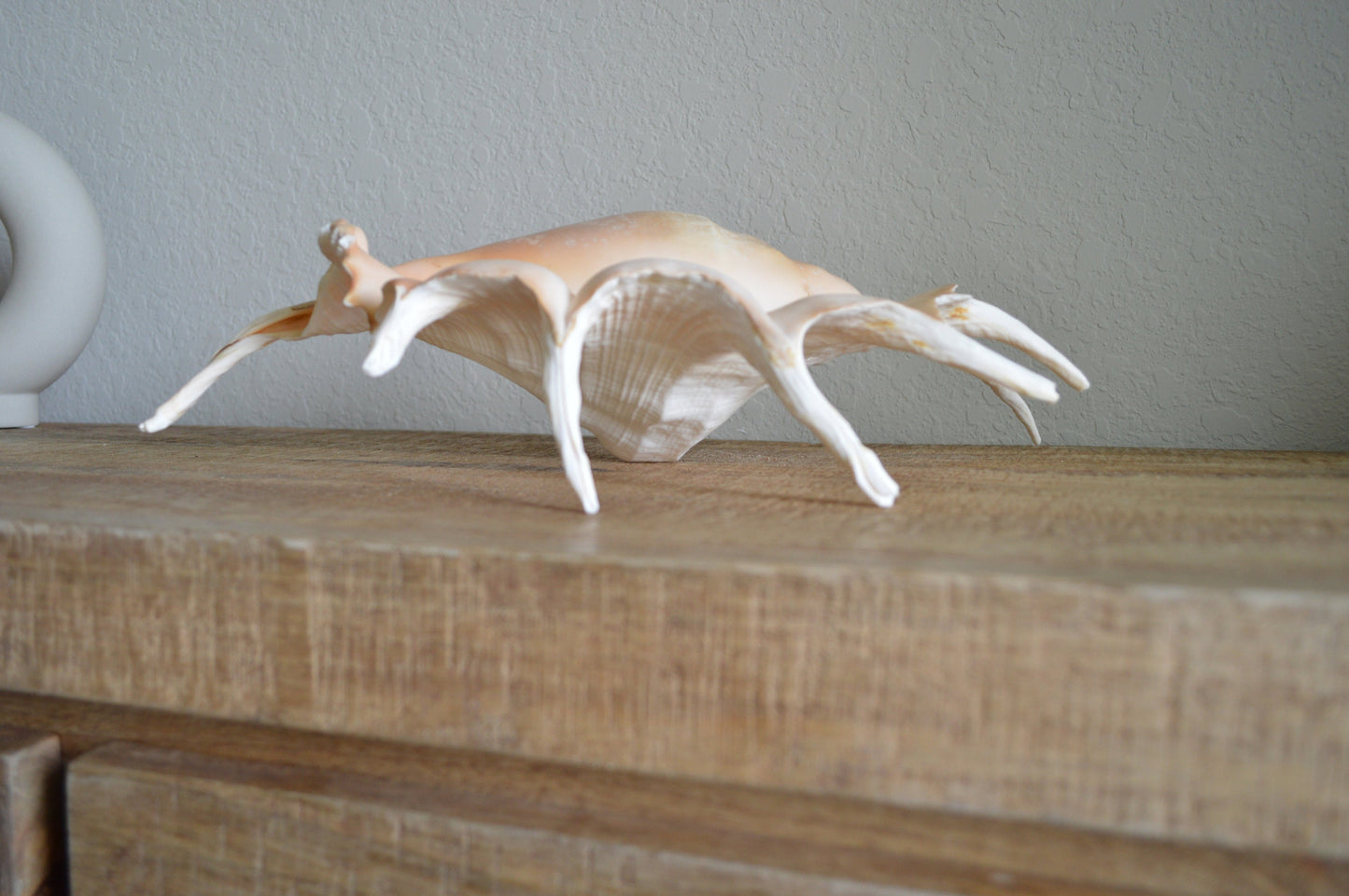 LAMBIS SPIDER CONCH Shells Giant X-Large Display Seashells Natural Peach Color Coastal Décor