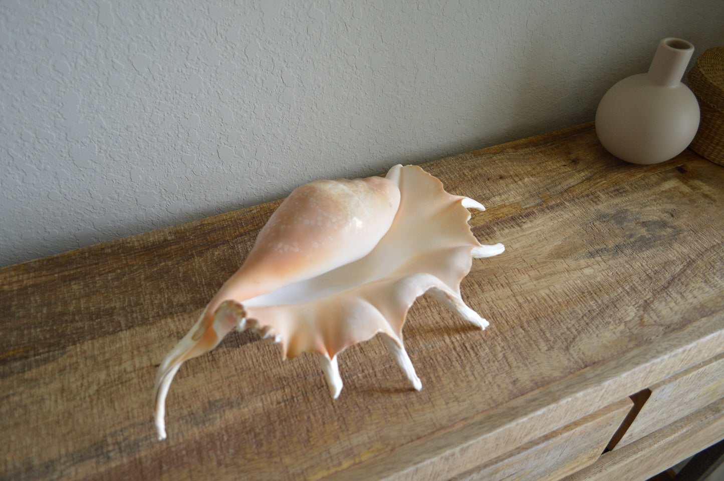 LAMBIS SPIDER CONCH Shells Giant X-Large Display Seashells Natural Peach Color Coastal Décor