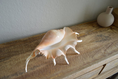 LAMBIS SPIDER CONCH Shells Giant X-Large Display Seashells Natural Peach Color Coastal Décor