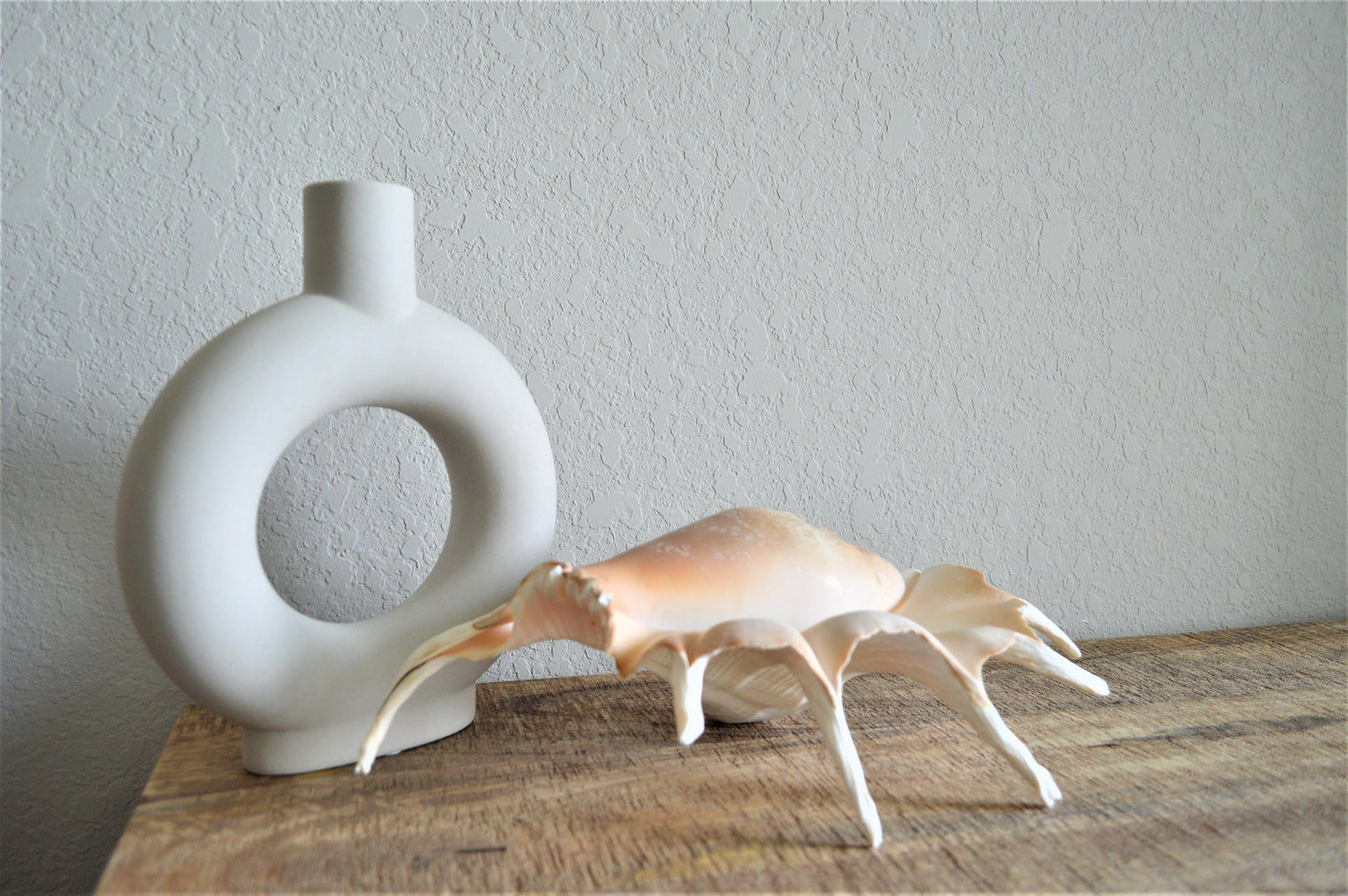 LAMBIS SPIDER CONCH Shells Giant X-Large Display Seashells Natural Peach Color Coastal Décor