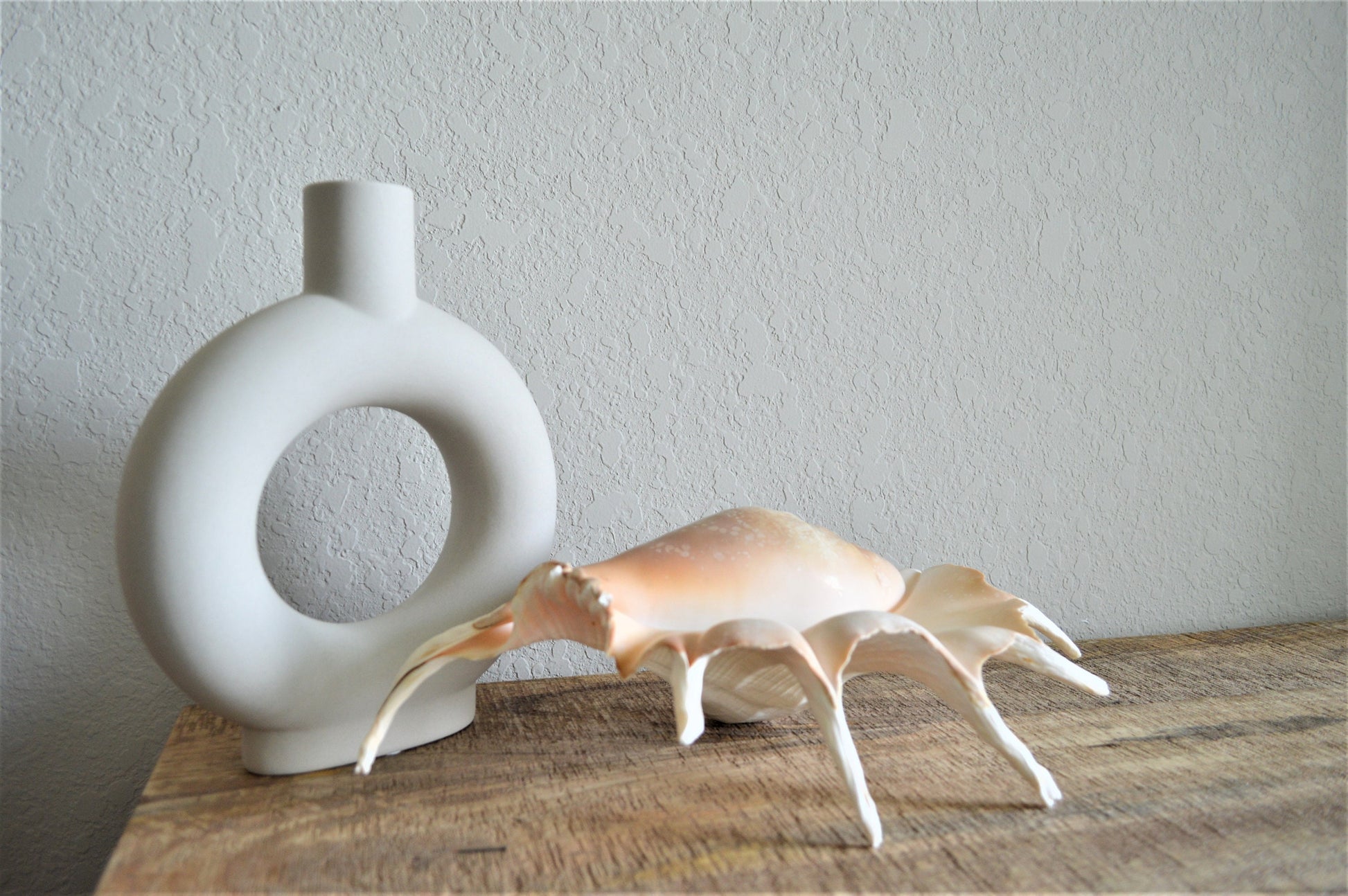 LAMBIS SPIDER CONCH Shells Giant X-Large Display Seashells Natural Peach Color Coastal Décor