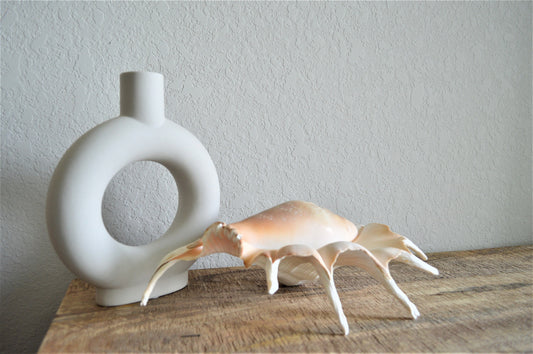 LAMBIS SPIDER CONCH Shells Giant X-Large Display Seashells Natural Peach Color Coastal Décor