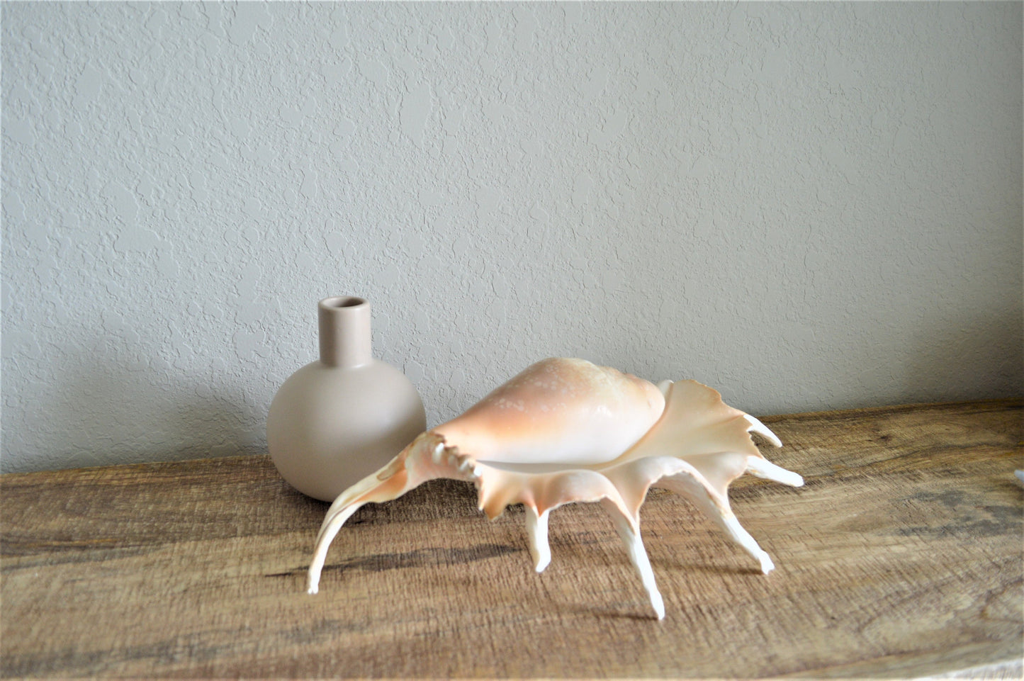 LAMBIS SPIDER CONCH Shells Giant X-Large Display Seashells Natural Peach Color Coastal Décor