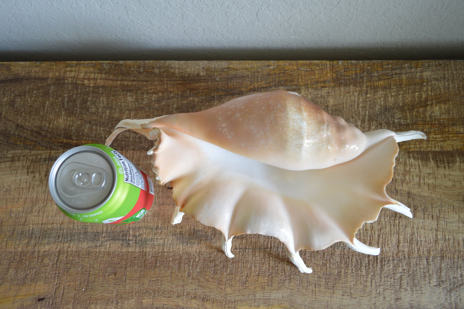 LAMBIS SPIDER CONCH Shells Giant X-Large Display Seashells Natural Peach Color Coastal Décor