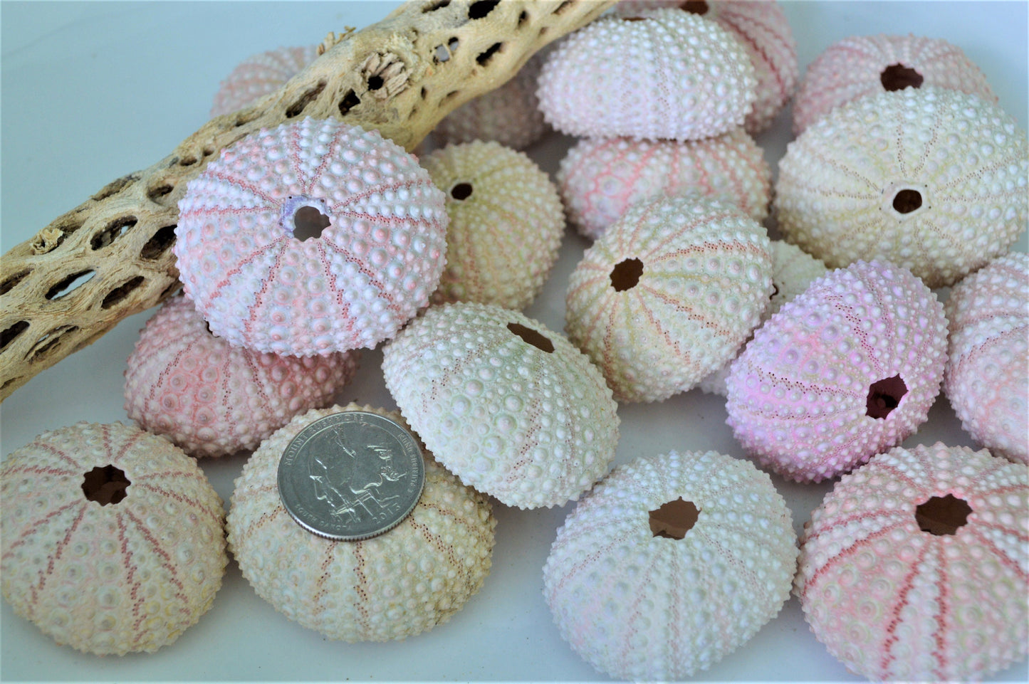 PINK Sea Urchins 1.5-2.5" Natural Color Beach Coastal Décor Seashells Crafts Air plant Holders Wedding favors