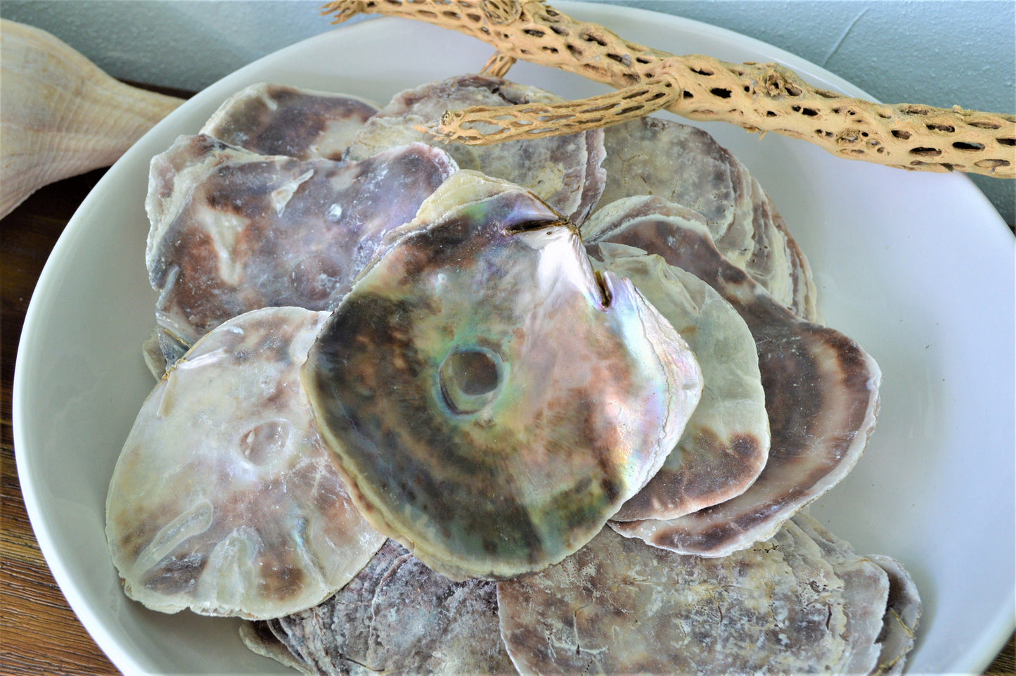 SADDLE OYSTER SHELLS 4-6" Natural Purple Color Craft Seashells Coastal Beach Décor