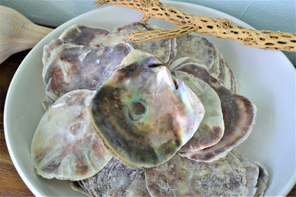 SADDLE OYSTER SHELLS 4-6" Natural Purple Color Craft Seashells Coastal Beach Décor