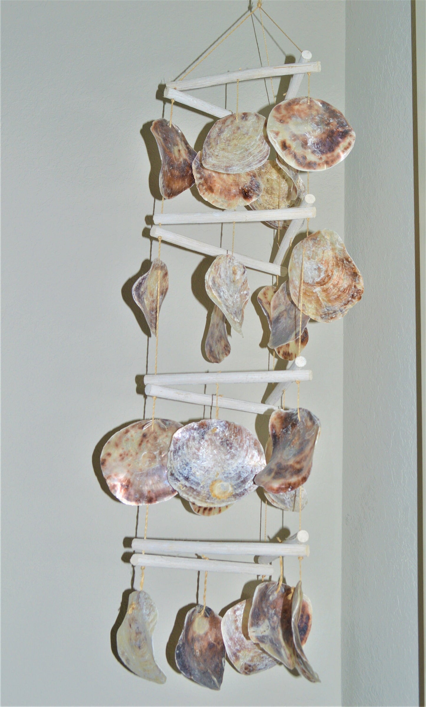 SADDLE OYSTER SHELLS *You Choose Quantity* XLarge 4-6" Natural Color Craft Seashells Coastal Beach Décor Placuna Cella Purple Silver Rainbow