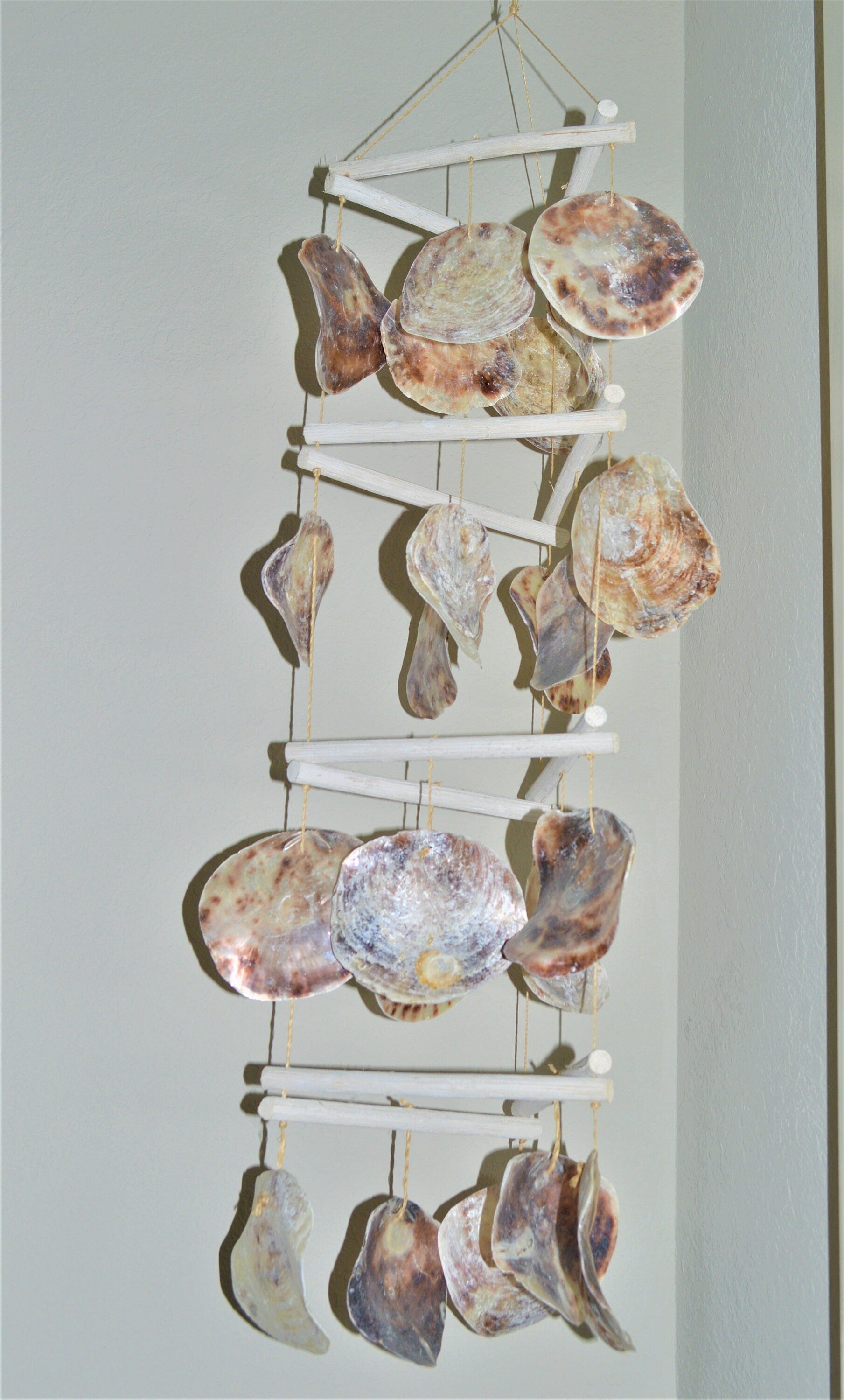 SADDLE OYSTER SHELLS *You Choose Quantity* XLarge 4-6" Natural Color Craft Seashells Coastal Beach Décor Placuna Cella Purple Silver Rainbow