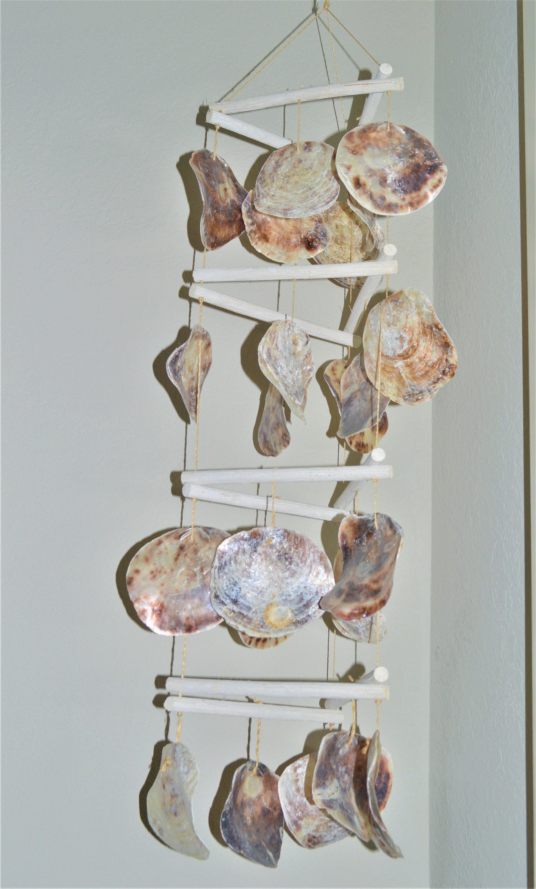 SADDLE OYSTER SHELLS *You Choose Quantity* XLarge 4-6" Natural Color Craft Seashells Coastal Beach Décor Placuna Cella Purple Silver Rainbow