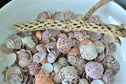 CALICO SCALLOP SANIBEL Shells *You Choose Size & Quantity* .5-2" Natural Colorful Small Craft Seashells Coastal Beach Home Décor