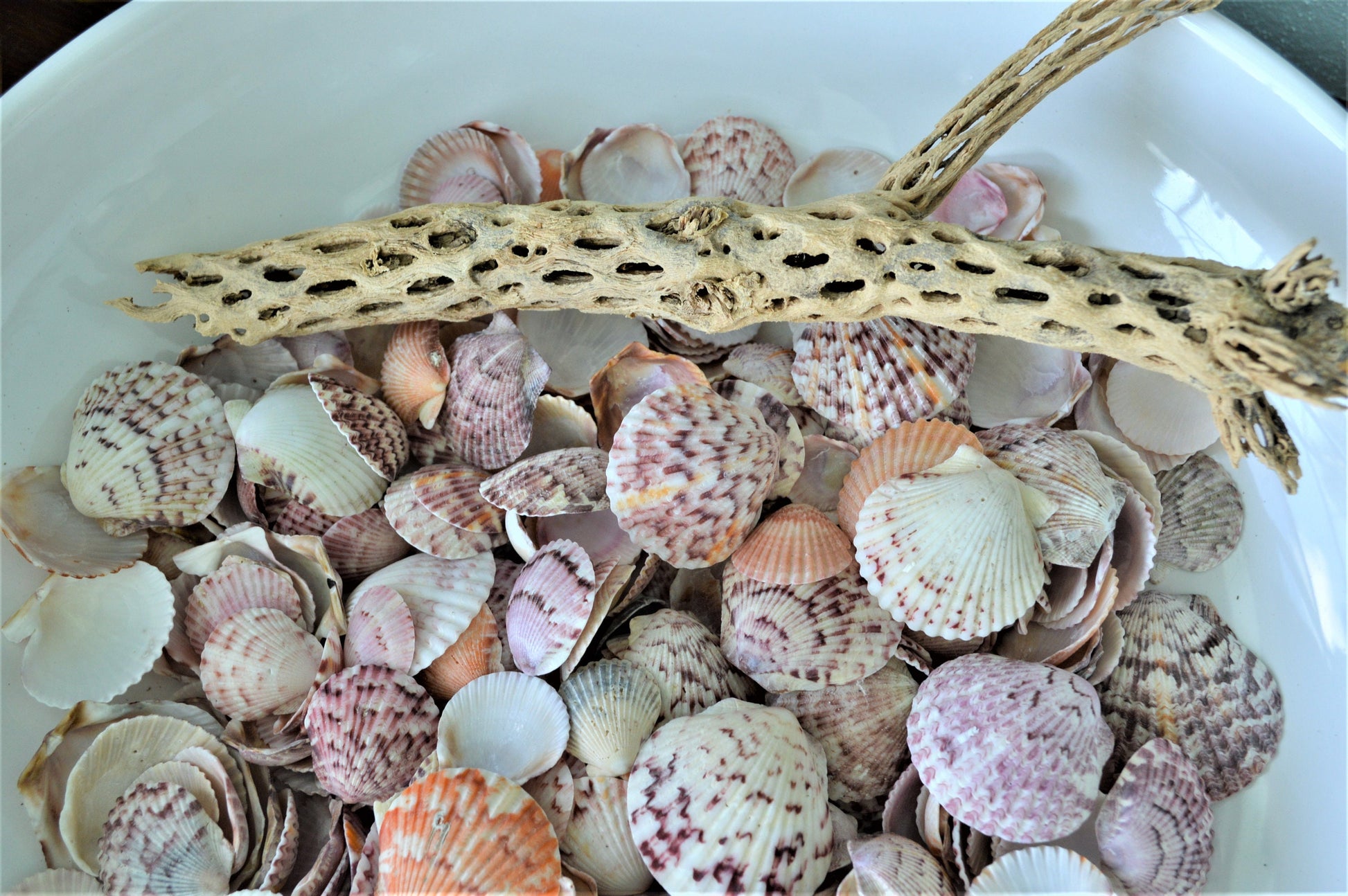Calico Scallop Shells (.5-2") *You Choose Size & Quantity* Colorful Craft Seashells