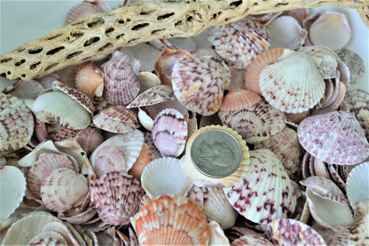 Calico Scallop Shells (.5-2") *You Choose Size & Quantity* Colorful Craft Seashells