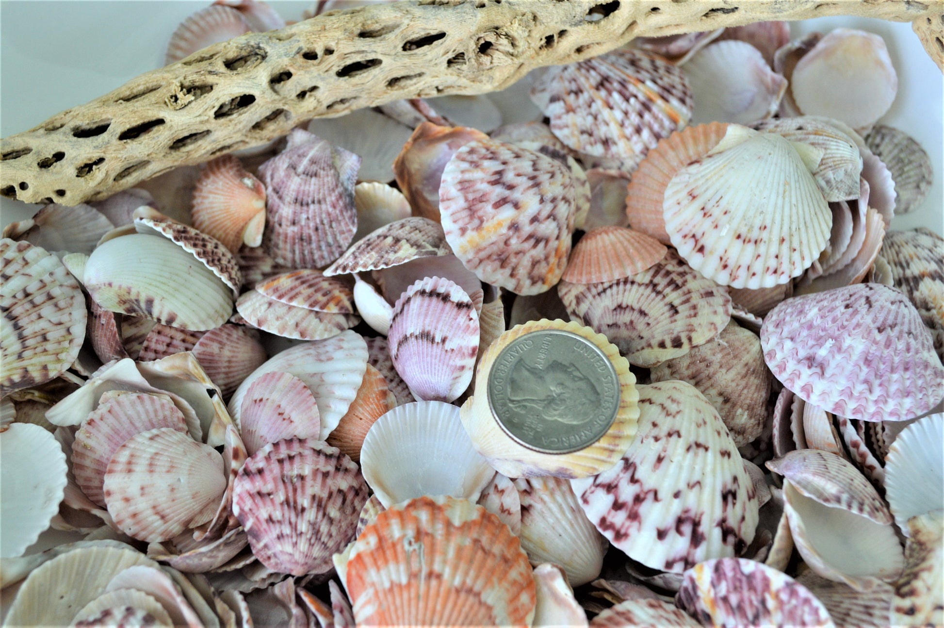 Calico Scallop Shells (.5-2") *You Choose Size & Quantity* Colorful Craft Seashells