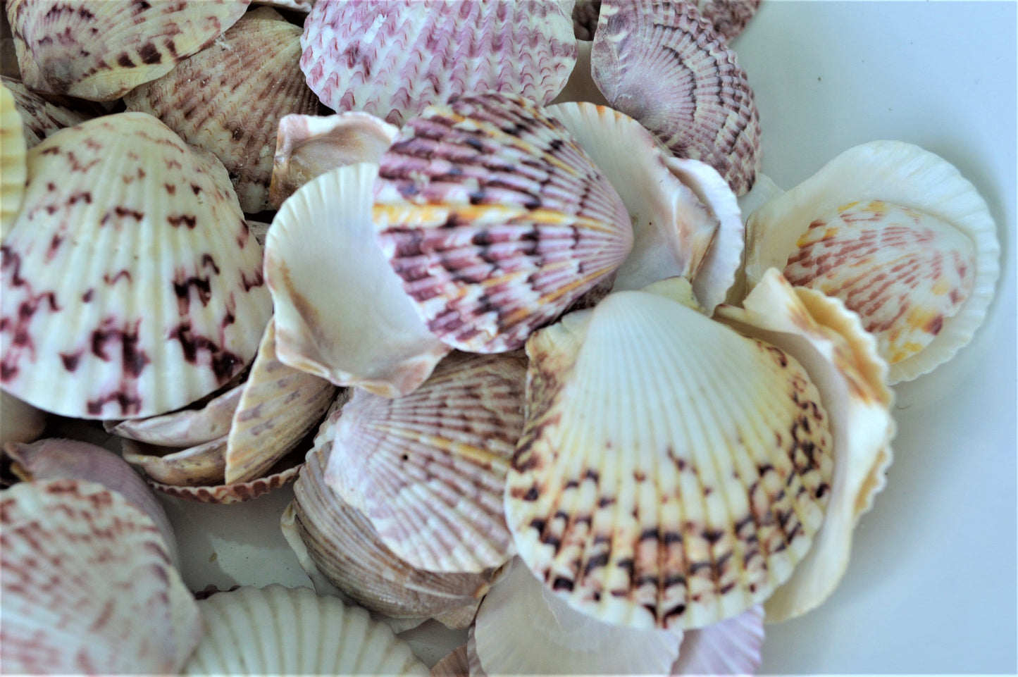 CALICO SCALLOP SANIBEL Shells *You Choose Size & Quantity* .5-2" Natural Colorful Small Craft Seashells Coastal Beach Home Décor