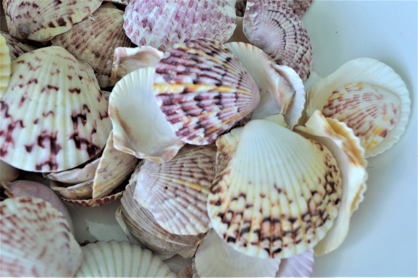 Calico Scallop Shells (.5-2") *You Choose Size & Quantity* Colorful Craft Seashells