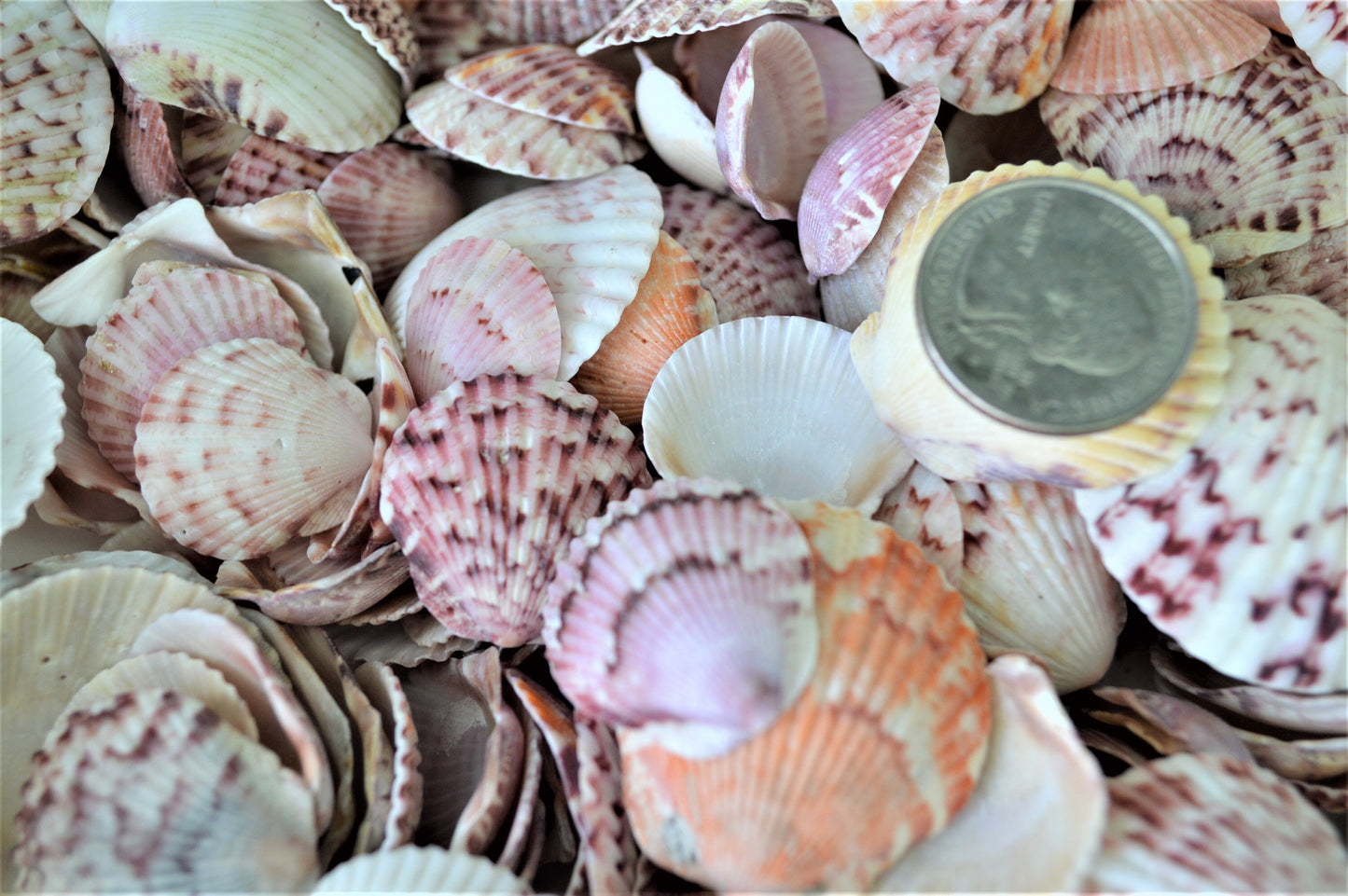 CALICO SCALLOP SANIBEL Shells *You Choose Size & Quantity* .5-2" Natural Colorful Small Craft Seashells Coastal Beach Home Décor