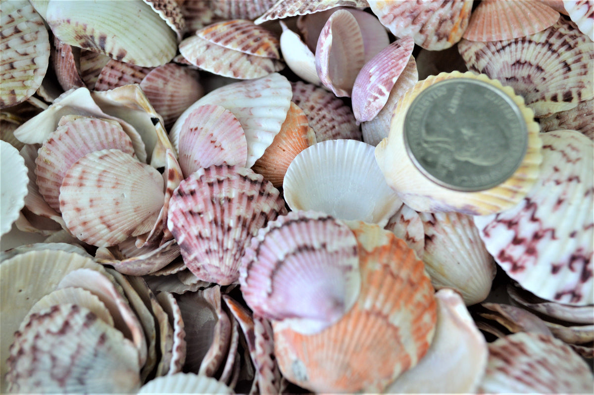 Calico Scallop Shells (.5-2") *You Choose Size & Quantity* Colorful Craft Seashells