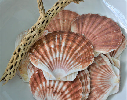 Irish Flat Scallops Shells: 4-6.25" *You Choose Size* Natural Craft Seashells