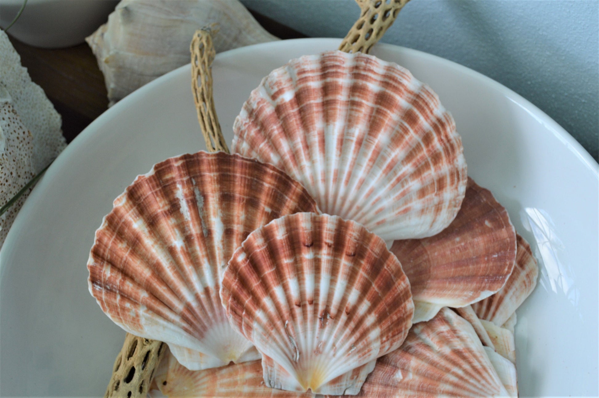 Irish Flat Scallops X-Large 4-6" Shells Seashells White Tan Coastal Décor Beach Wedding Supplies