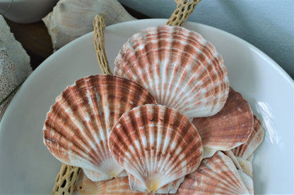 Irish Flat Scallops X-Large 4-6" Shells Seashells White Tan Coastal Décor Beach Wedding Supplies
