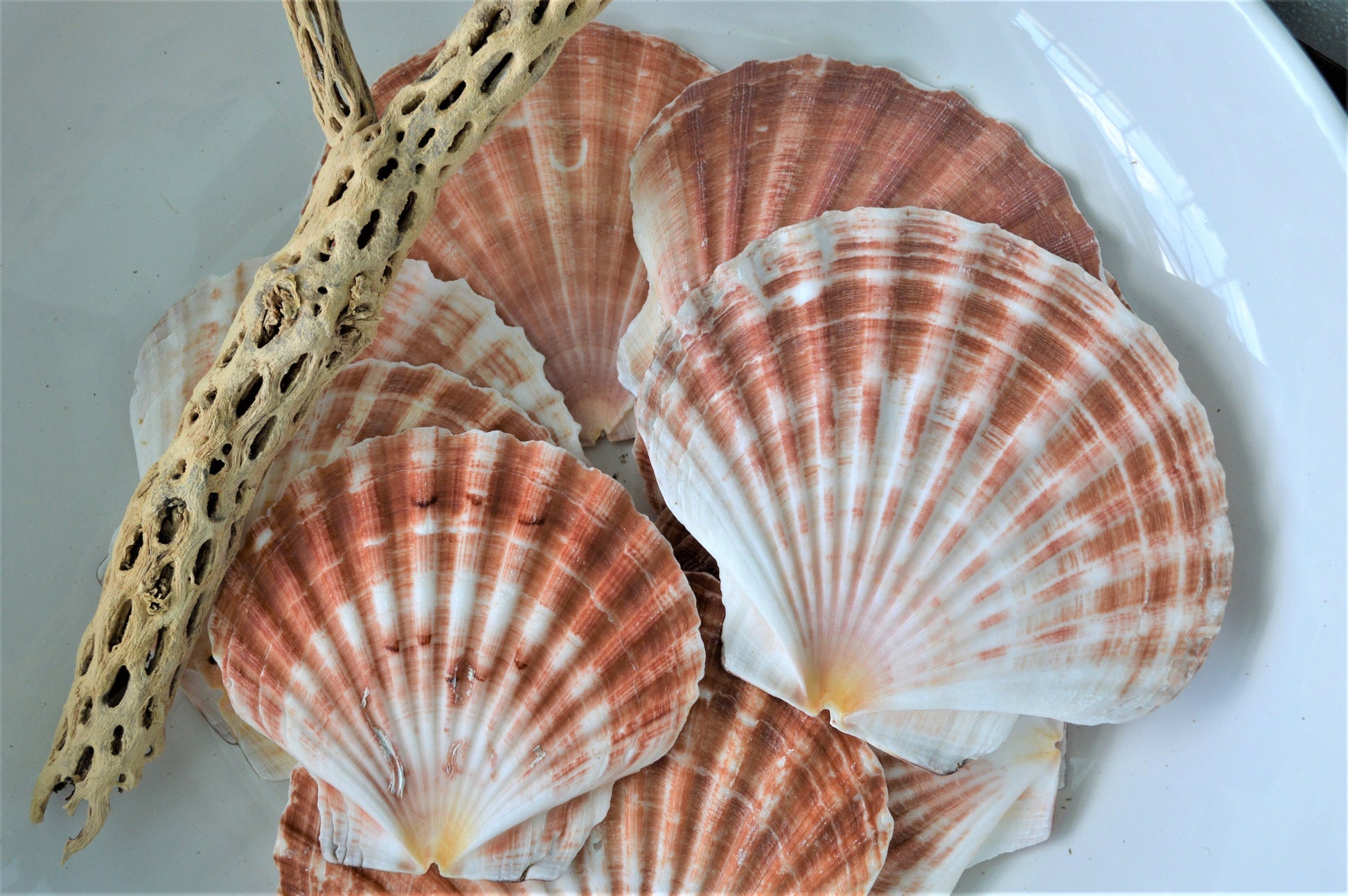 Irish Flat Scallops X-Large 4-6" Shells Seashells White Tan Coastal Décor Beach Wedding Supplies