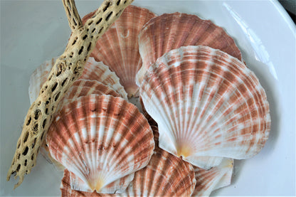 Irish Flat Scallops X-Large 4-6" Shells Seashells White Tan Coastal Décor Beach Wedding Supplies