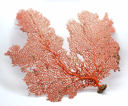 100% REAL Dried Ocean Sea Fans *You Choose Size* 7-25" Natural Coral Orange Red Color Beach Coastal Nautical Home Décor Wall Art Gift