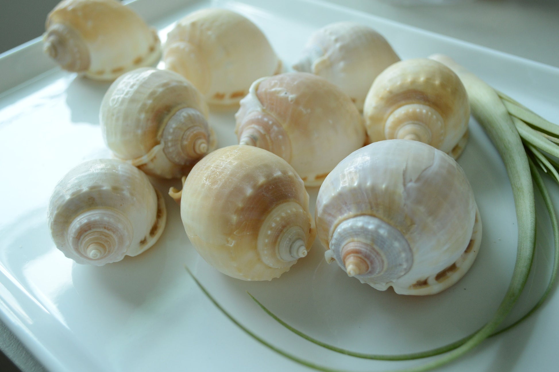 Hermit Crab Shells ALL SIZES You Pick Size Assorted Seashells Tun Turbo & More Coastal Crafts Décor