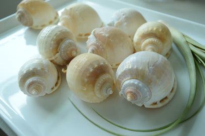 Hermit Crab Shells ALL SIZES You Pick Size Assorted Seashells Tun Turbo & More Coastal Crafts Décor