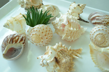 Hermit Crab Shells ALL SIZES You Pick Size Assorted Seashells Tun Turbo & More Coastal Crafts Décor