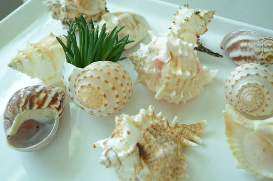 Hermit Crab Shells ALL SIZES You Pick Size Assorted Seashells Tun Turbo & More Coastal Crafts Décor