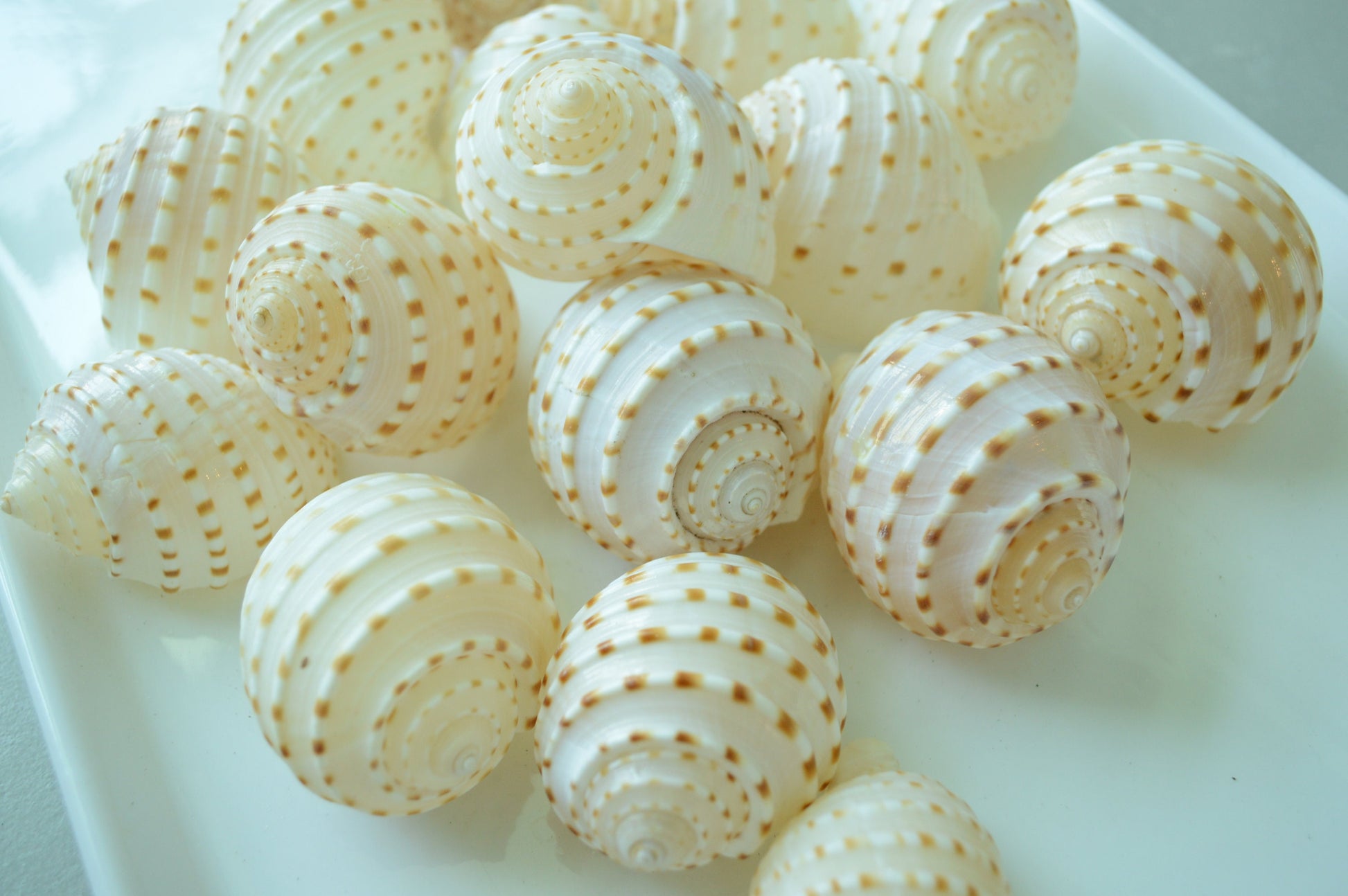 Hermit Crab Shells ALL SIZES You Pick Size Assorted Seashells Tun Turbo & More Coastal Crafts Décor