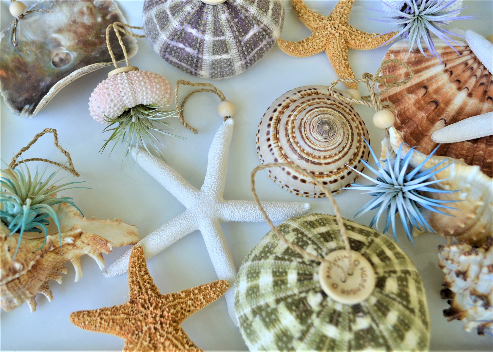 Seashell Ornaments *You choose Type and quantity* Starfish Sea Shells Urchins Hanging Ornaments Beach Coastal Party Wedding favors Air Plant