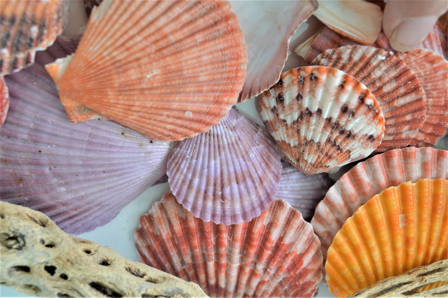 Mystery Beach Box! Various Shells Seashells, Sea Glass, Starfish, Urchins, Sand dollars and more coastal mix
