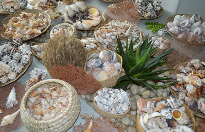 1 Pound MYSTERY BEACH BOX Shells, Starfish, Urchins, Sand dollars and more...