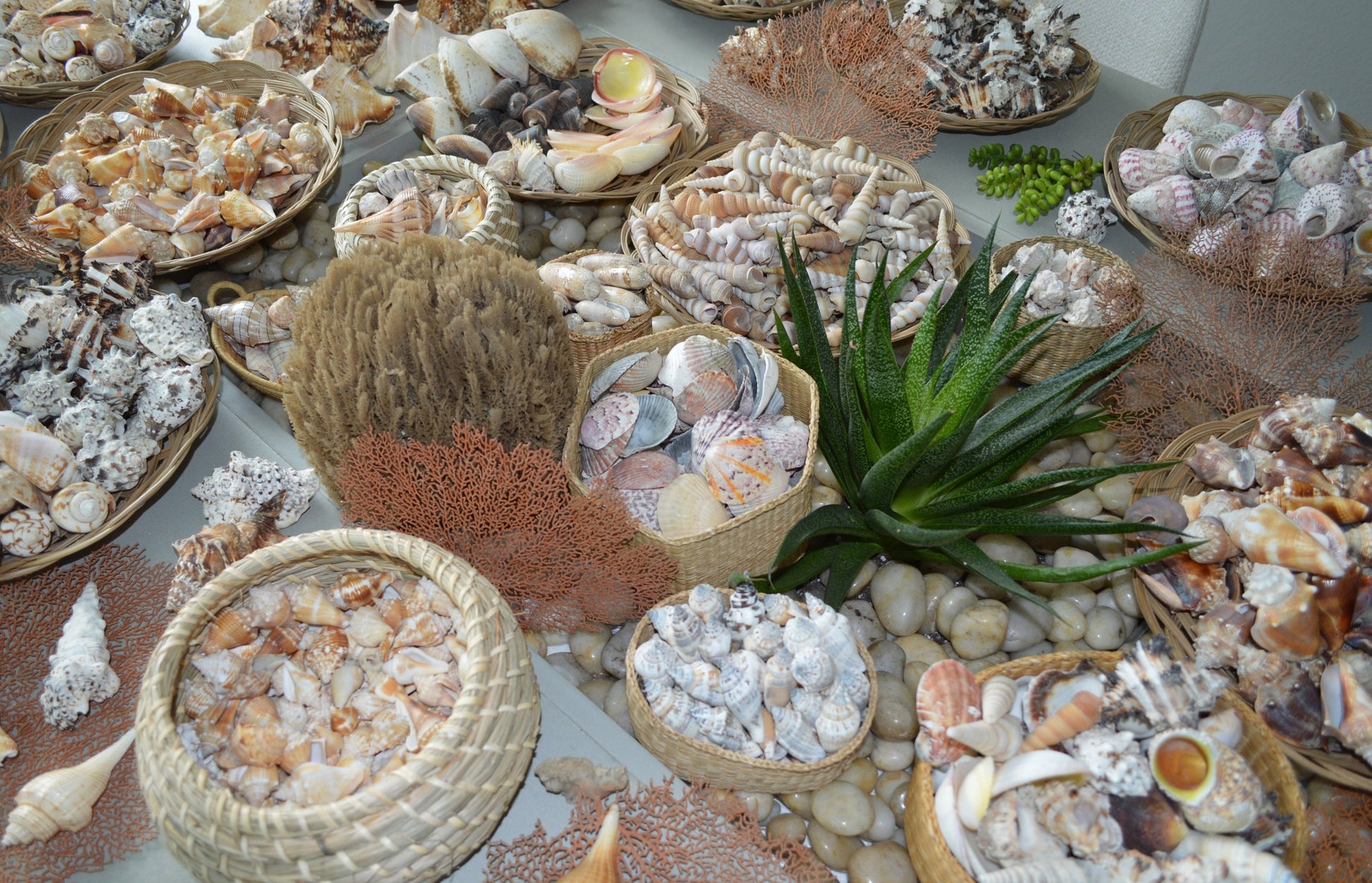 MYSTERY BEACH BOX Various Shells Seashells, Sea Glass, Starfish, Urchins, Sand dollars and more coastal mix
