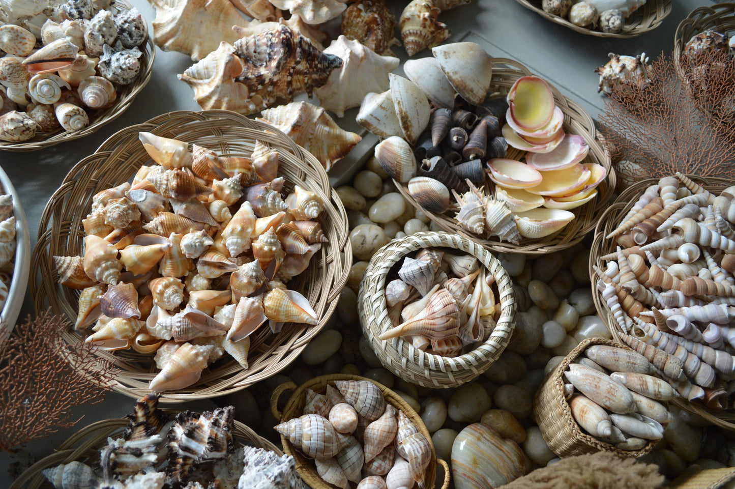 MYSTERY BEACH BOX Shells, Starfish, Urchins, Sand dollars and more...