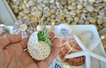 Seashell Ornaments *You choose Type and quantity* Starfish Sea Shells Urchins Hanging Ornaments Beach Coastal Party Wedding favors Air Plant