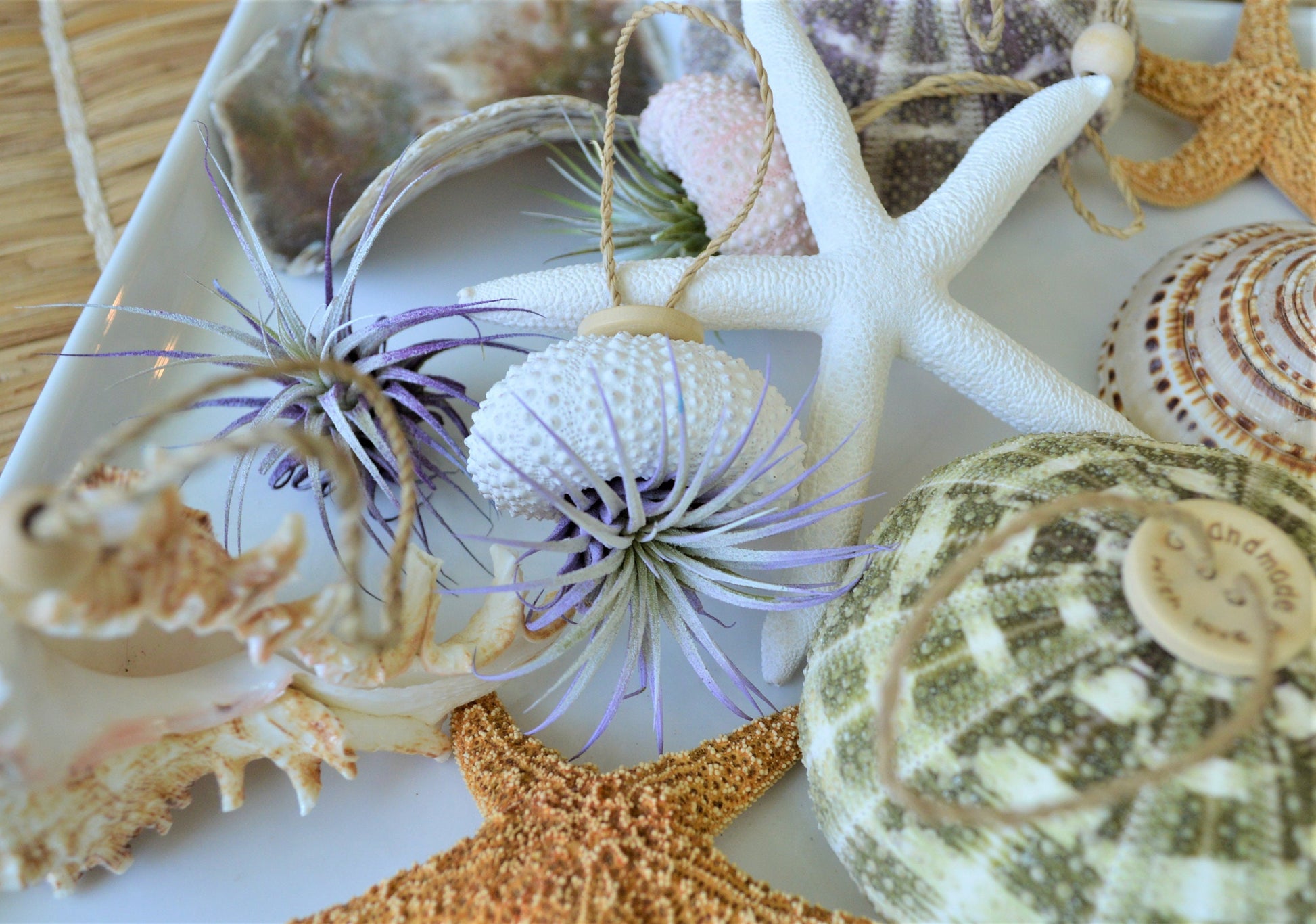 Seashell Ornaments *You choose Type and quantity* Starfish Sea Shells Urchins Hanging Ornaments Beach Coastal Party Wedding favors Air Plant