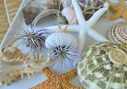 Seashell Ornaments *You choose Type and quantity* Starfish Sea Shells Urchins Hanging Ornaments Beach Coastal Party Wedding favors Air Plant